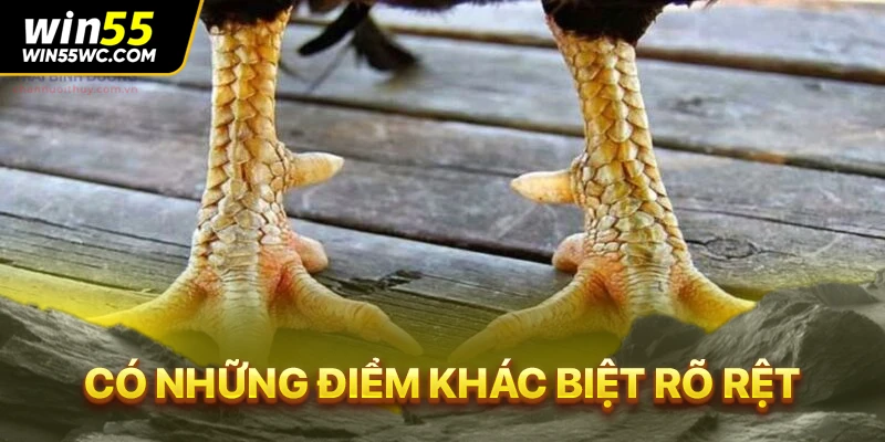 Có những điểm khác biệt rõ rệt