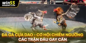 Đá Gà Cựa Dao - Trải Nghiệm Đỉnh Cao Chỉ Có Tại win55