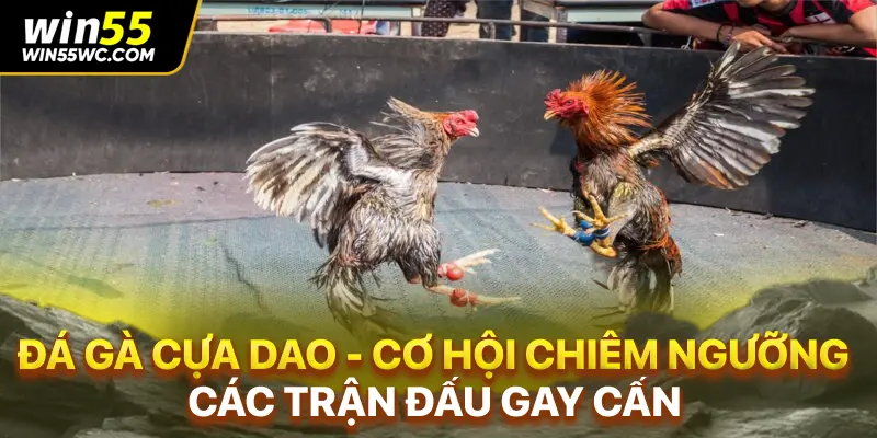 Đá Gà Cựa Dao - Trải Nghiệm Đỉnh Cao Chỉ Có Tại win55