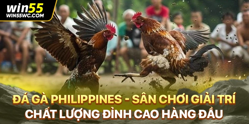 Đá Gà Philippines - Sân Chơi Giải Trí Chất Lượng Đỉnh Cao Hàng Đầu