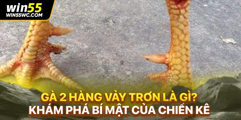 Gà 2 Hàng Vảy Trơn Là Gì? Khám Phá Bí Mật Của Chiến Kê