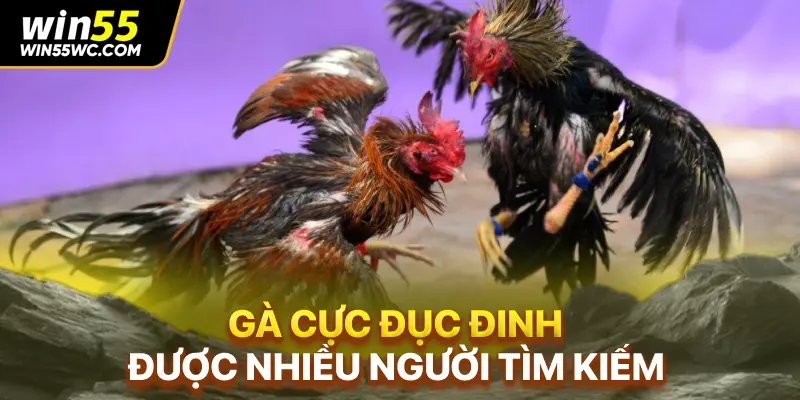 Gà cực đục đinh được nhiều người tìm kiếm