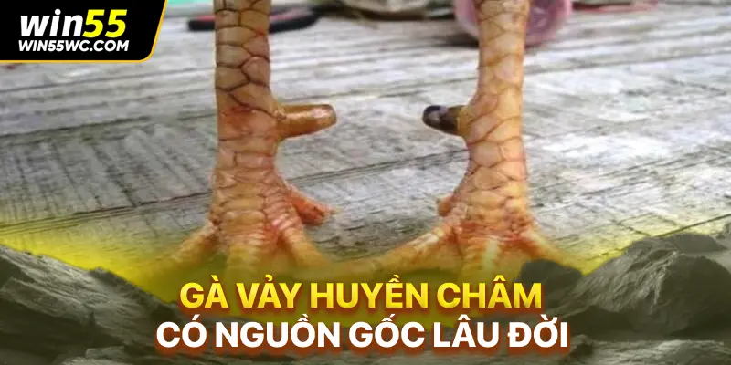 Gà vảy huyền châm có nguồn gốc lâu đời
