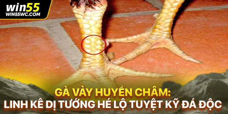 Gà Vảy Huyền Châm: Linh Kê Dị Tướng Hé Lộ Tuyệt Kỹ Đá Độc