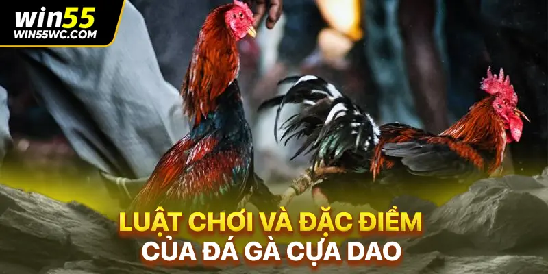 Luật chơi và đặc điểm của đá gà cựa dao