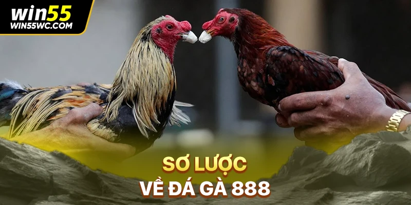 Sơ lược về đá gà 888