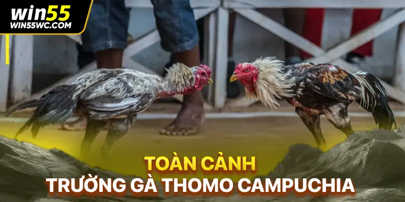 Toàn cảnh trường gà Thomo Campuchia