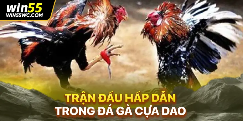Trận Đấu Hấp Dẫn Trong Đá Gà Cựa Dao