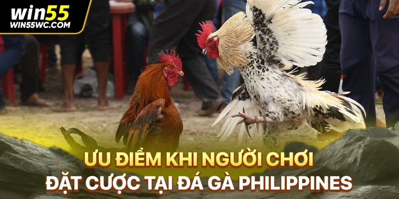 Ưu điểm khi người chơi đặt cược tại đá gà Philippines